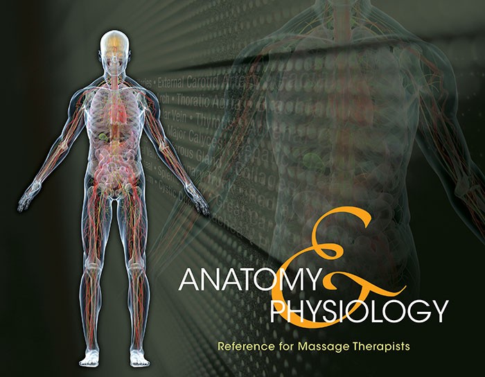 Anatomy & Physiology Reference for Massage Therapists Anatomy & Physiology Reference for Massage Therapists